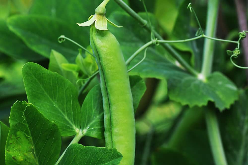 snap pea in the garden