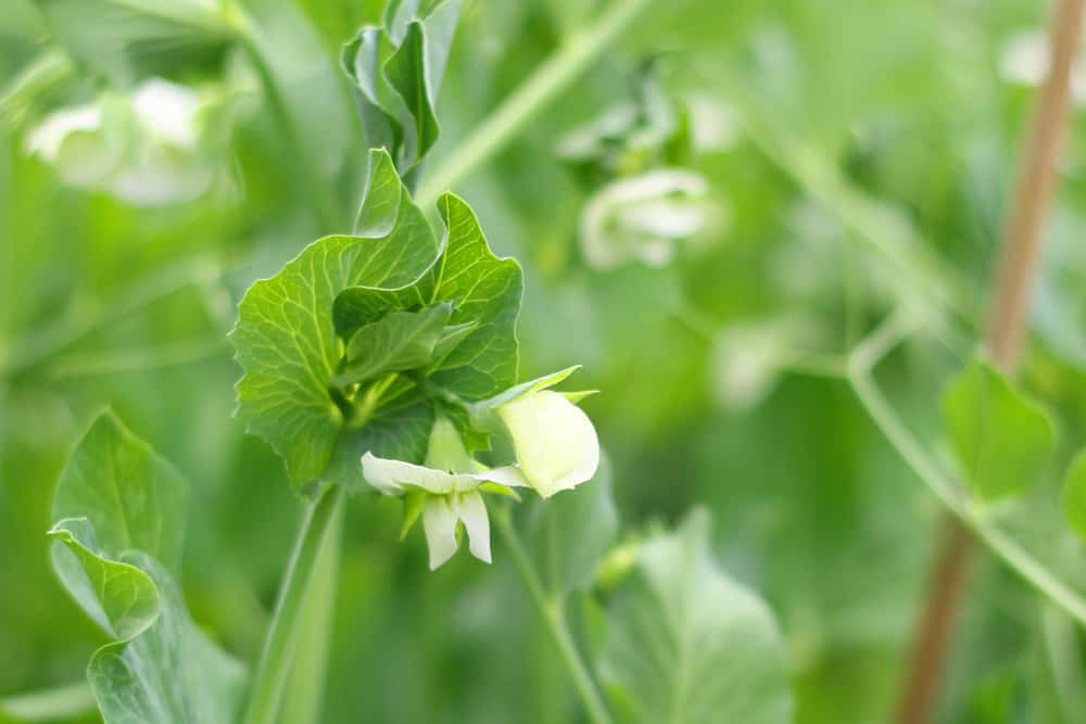 snap pea flower