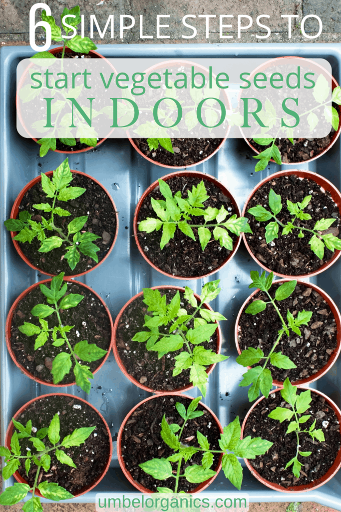Steps to start vegetable seeds indoors
