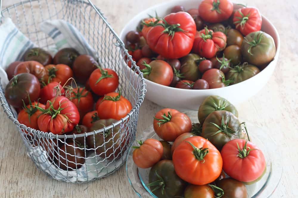 Baskets of heirloom tomatoes from garden