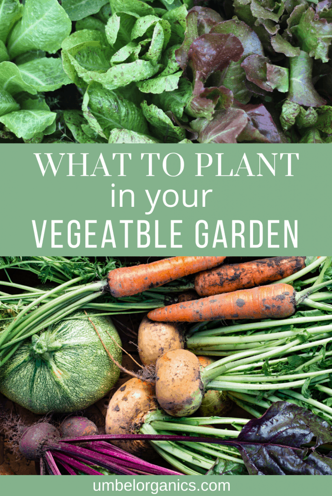 Simple steps to decide what to plant in your vegetable garden