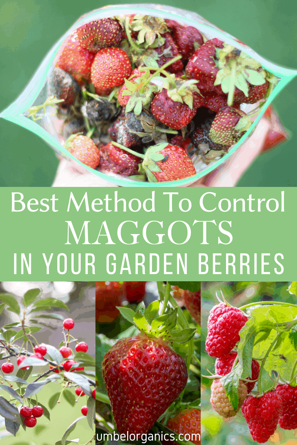 The best method to control fruit flies from ruining your garden berry crops