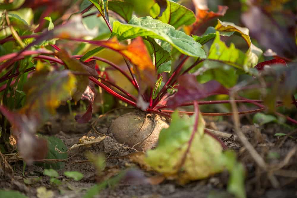 Beet plants in the garden emerging from the soil