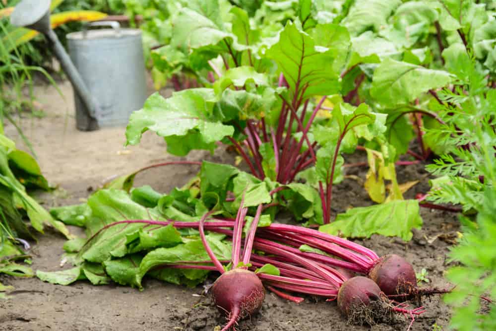 Freshly picked beet plants in the garden