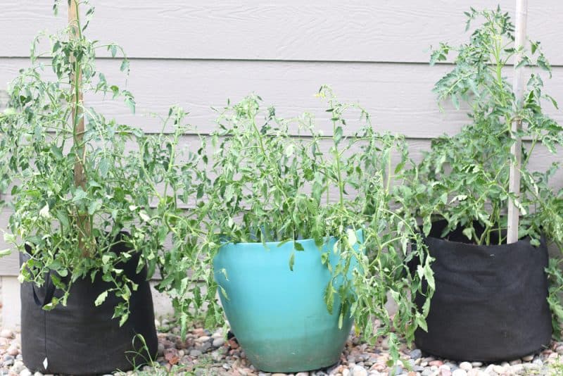 How To Grow Tomatoes In Containers Umbel Organics