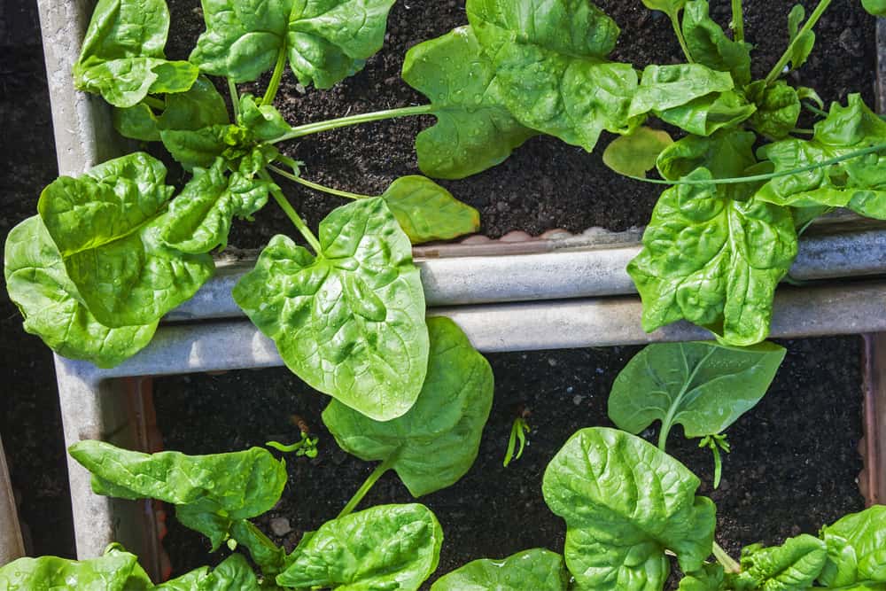 Image of Spinach plant growing in a raised bed