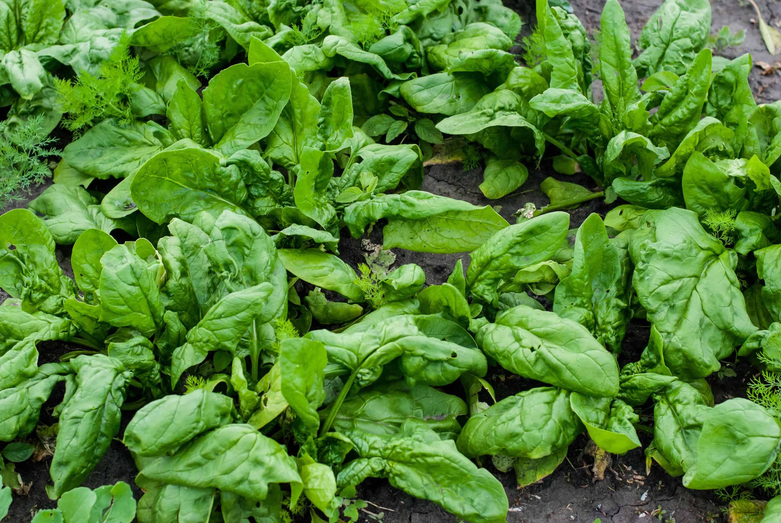 spinach in garden