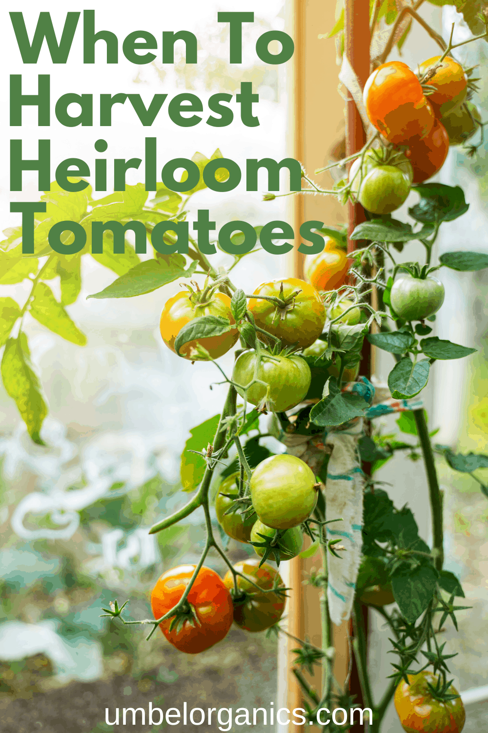 Heirloom tomatoes on vine