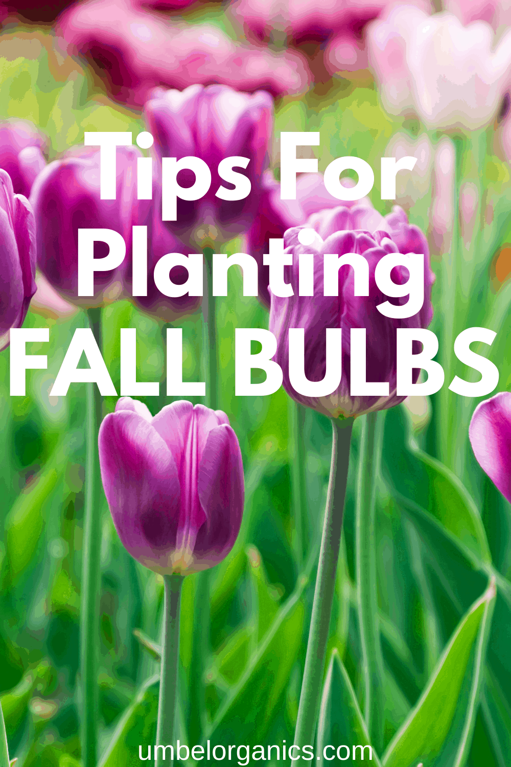 Field of purple tulips with tips for planting fall bulbs