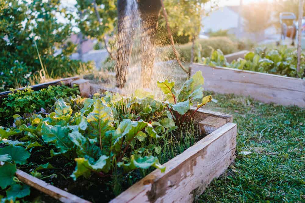 Watering Swiss chard in a raised garden bed