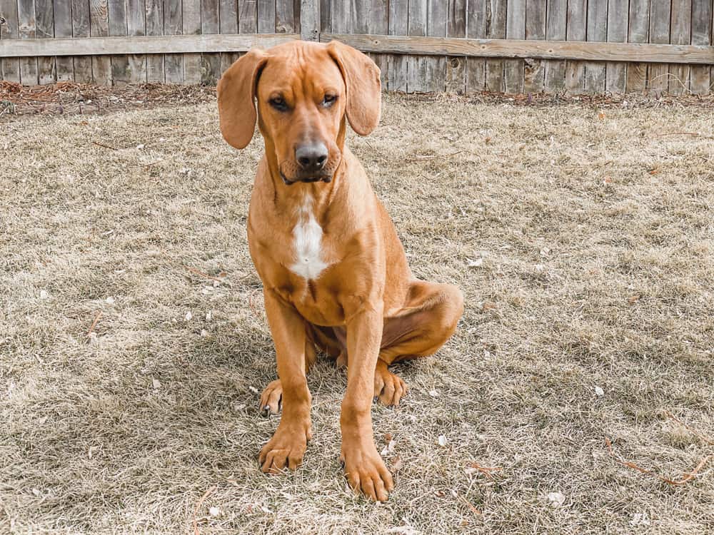 Reddish colored dog posing in yard