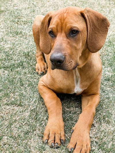 Reddish colored dog lying in yard