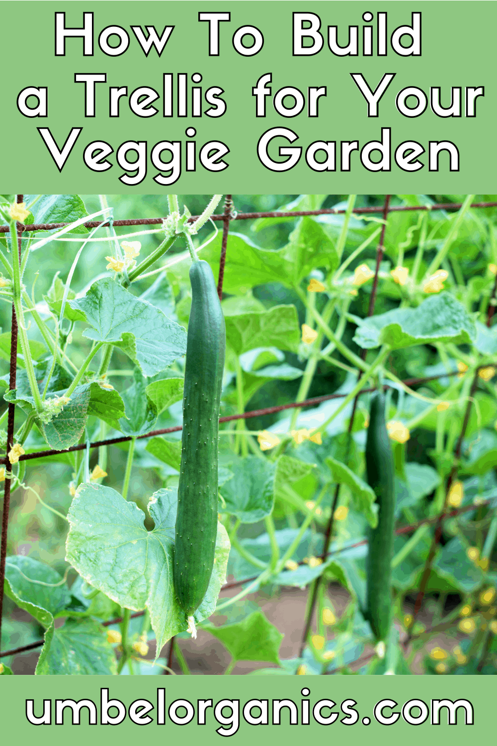 Cucumbers growing on trellis in vegetable garden