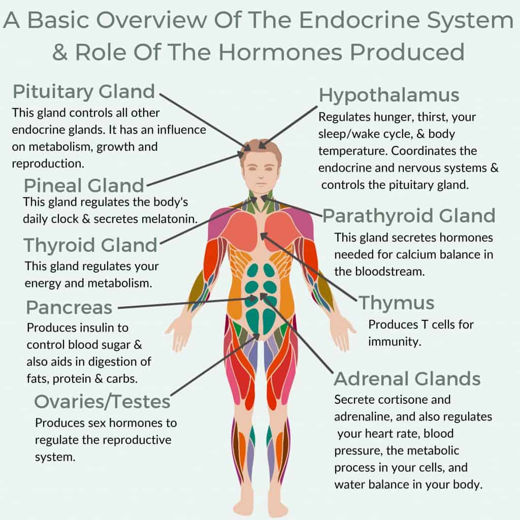 Infographic of man with colored muscles and 8 endocrine glands with functions