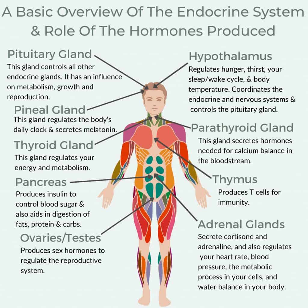 5 Top Endocrine Disrupting Chemicals & How To Avoid Them - Umbel Organics