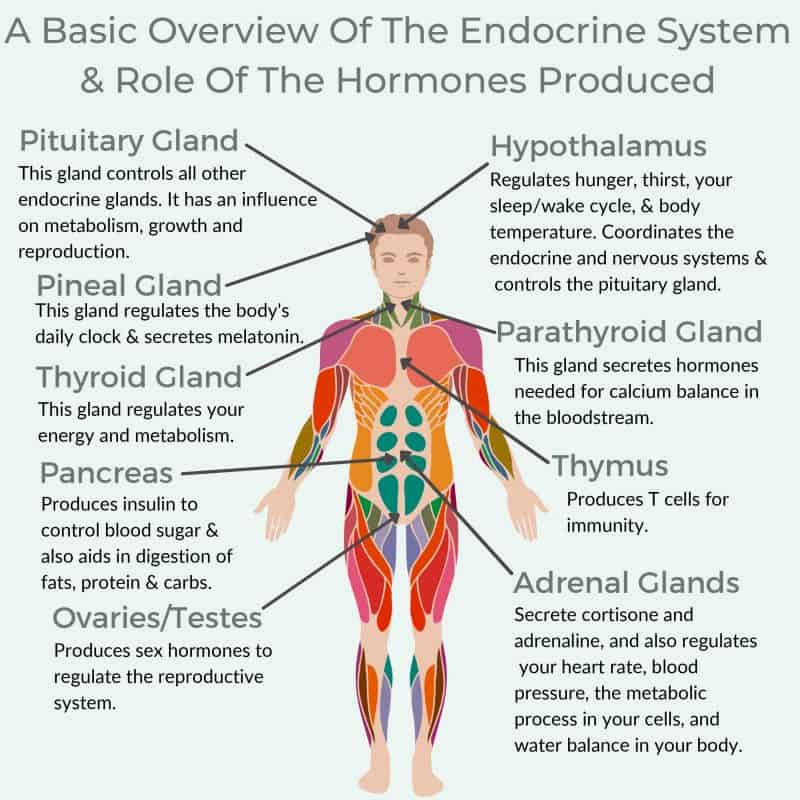 5 Top Endocrine Disrupting Chemicals & How To Avoid Them Umbel Organics