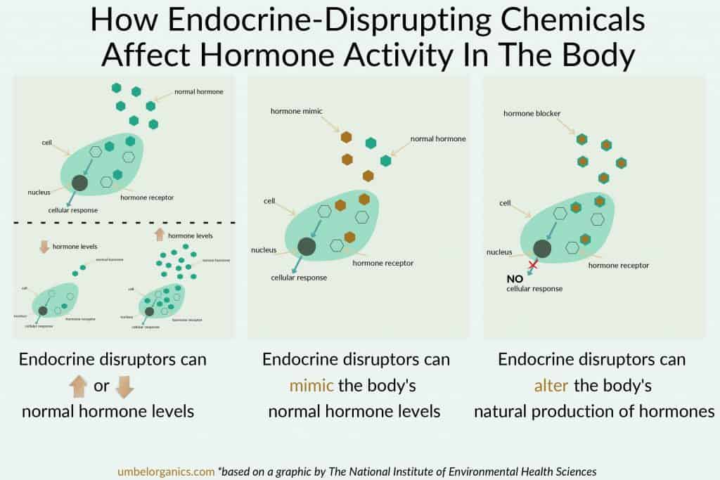 Infographic showing normal cells and how endocrine disrupting chemicals alter the function