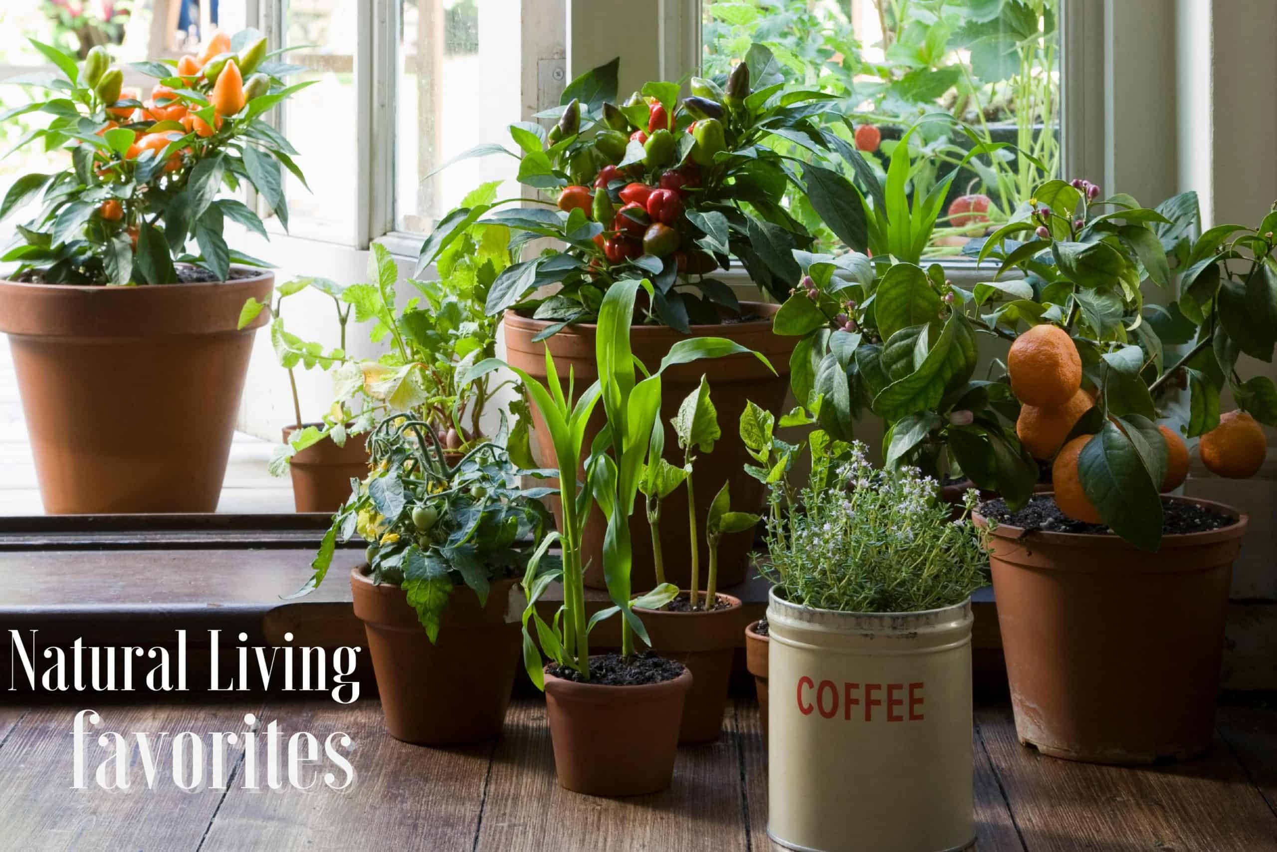 Potted plants on a wood floor