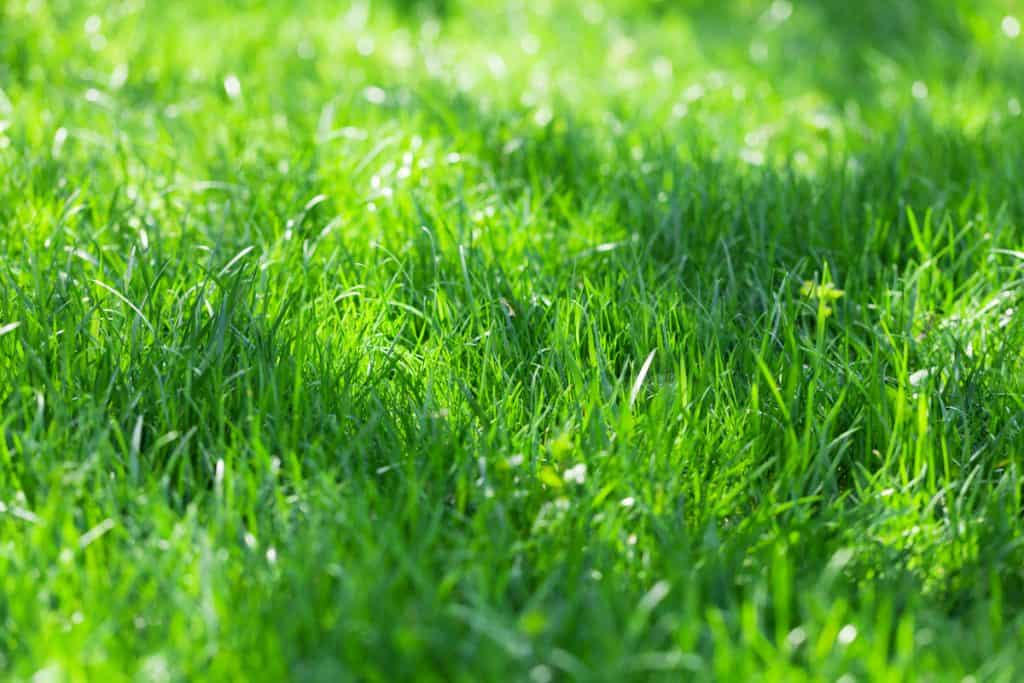 green grass