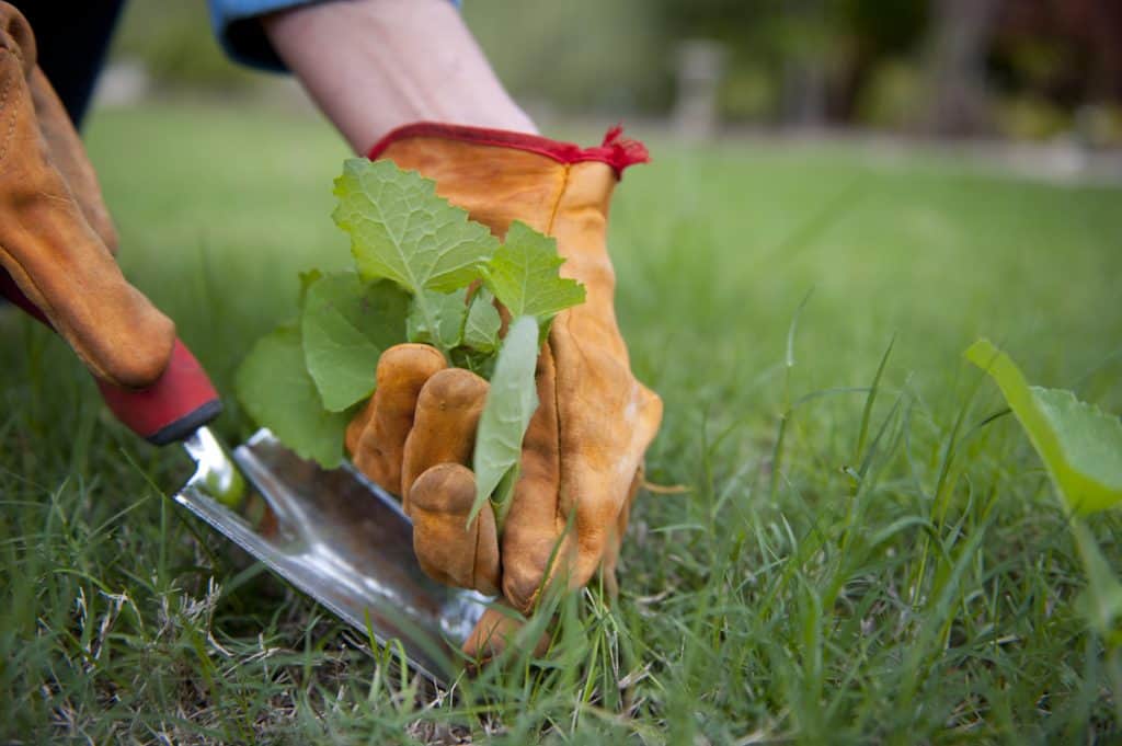 person weeding the lawn