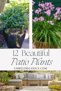 plants on the patio
