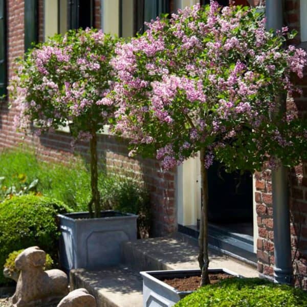 Bloomerang Lilac Tree