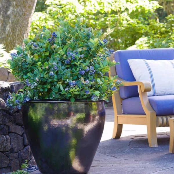 best patio plants