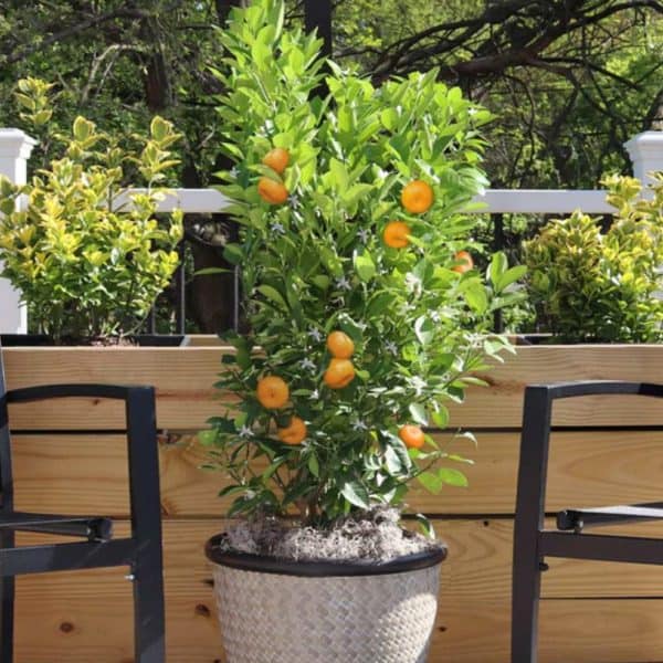 Calamondin Bush