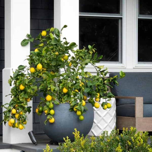 Lemon Tree