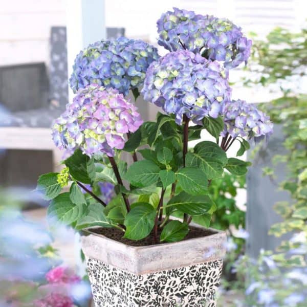 Peacock Hydrangea