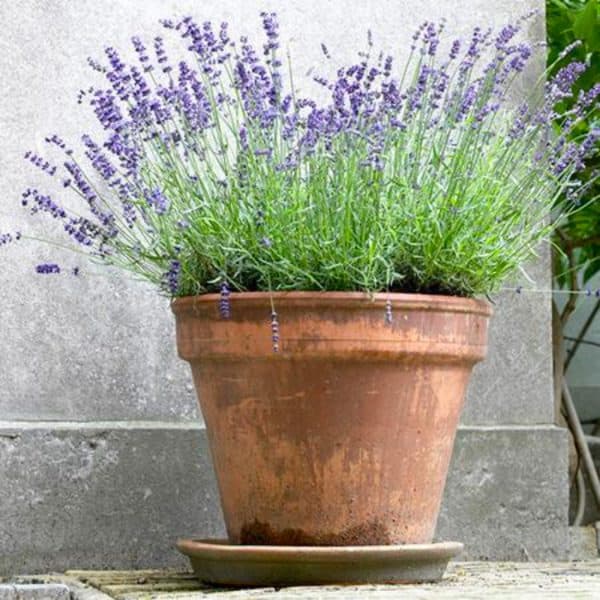 Lavender plant