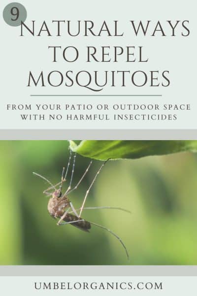 How To Naturally Repel Mosquitoes From Your Patio - Umbel Organics