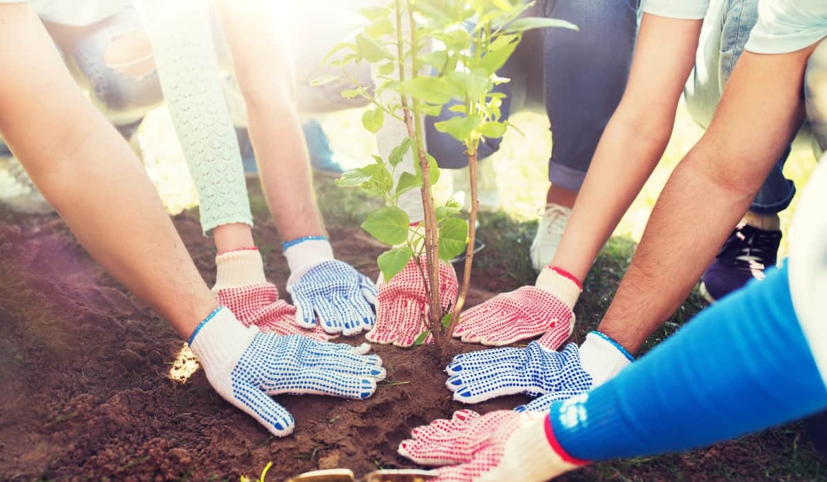 planting a tree