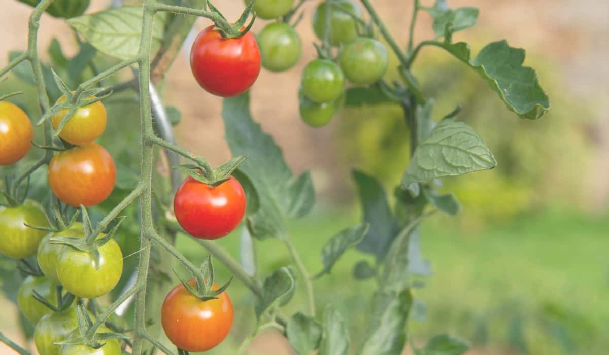 tomatoes on vine