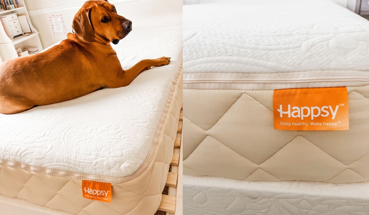 dog on mattress