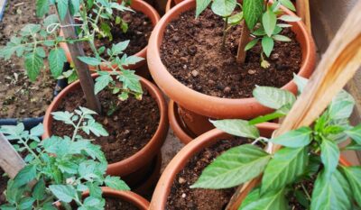 Picture of Non-Toxic Planters & Containers For Organic Gardening - Umbel Organics