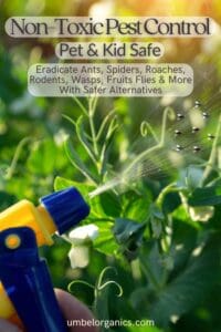 spraying plants