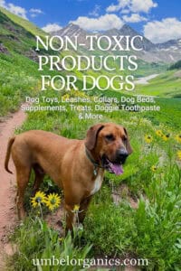 dog in alpine meadow